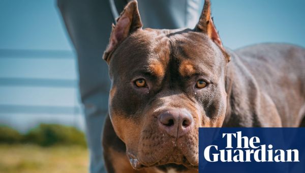 Banning some dog breeds in the UK won’t stop attacks on humans