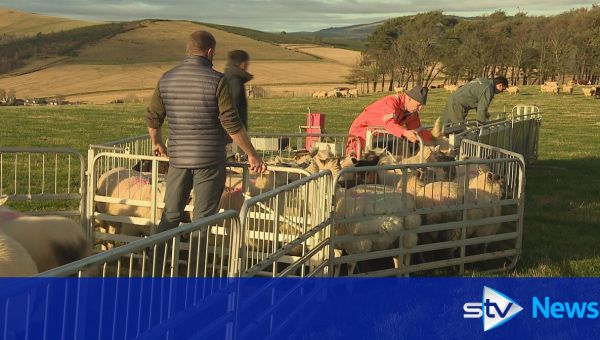 Tensions run high on Scottish farms over inheritance tax changes
