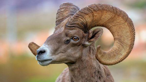 These are the plants and animals that will benefit from the designation of largest corridor of federally protected land