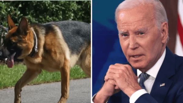 Where is Commander now? Internet blames ‘bad energy’ for Joe Biden’s dog’s biting spree