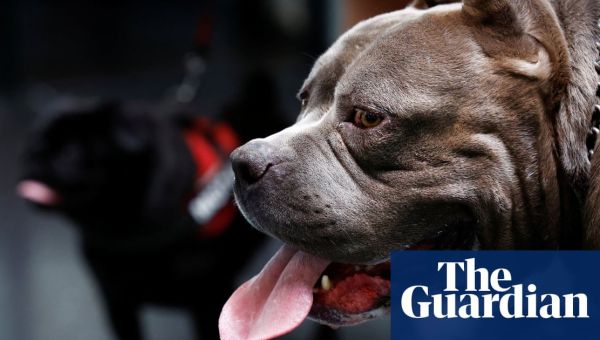 Suella Braverman pushes for ban on American bully XLs after attack