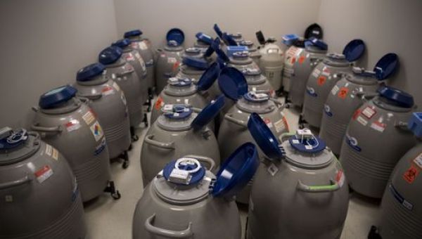 Alabama’s Supreme Court ruled frozen embryos are children. What does that mean for IVF in Mass.? – The Boston Globe