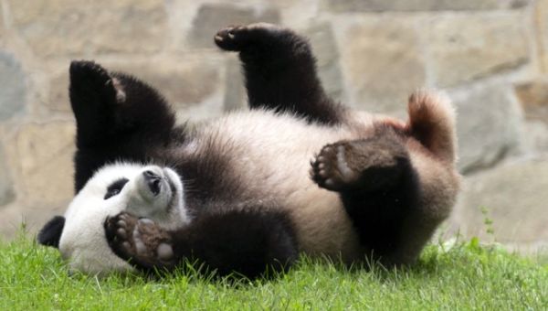 China ‘Pandas’ to United States With Furry Ambassadors