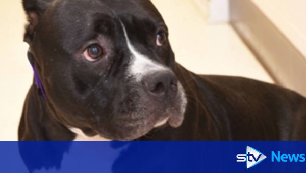 Banning XL bullies after fatal attacks ‘not the answer’, says SSPCA