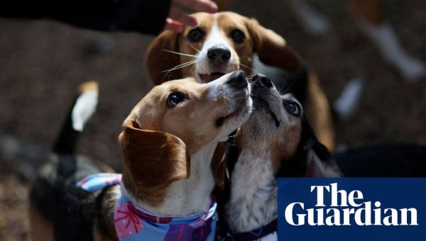 US breeder Envigo pleads guilty for mistreating beagles and is fined $35.5m