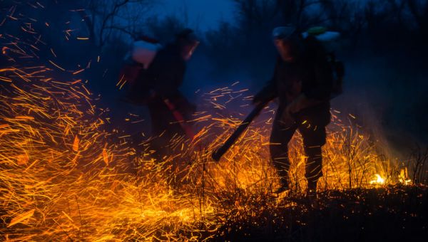 Environmental protection is ‘undesirable’ in Russia – Greenpeace International