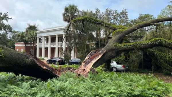 Gov. DeSantis sees upside to loss of historic oak, split in half by Hurricane Idalia