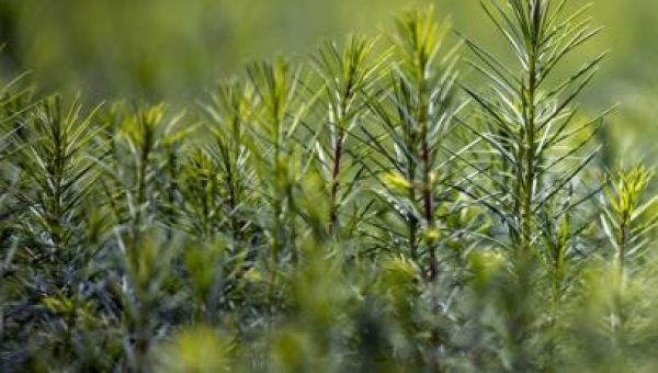 House Republicans propose planting a trillion trees