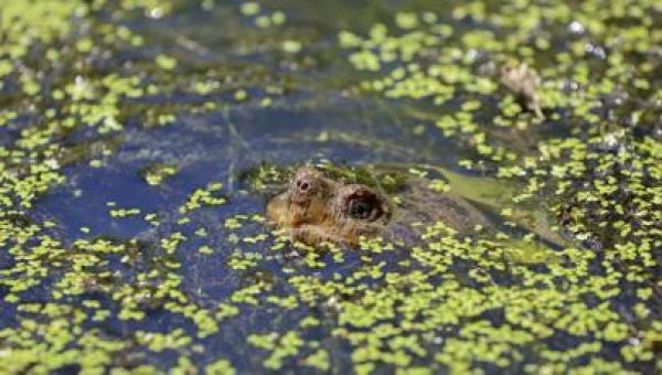 Supreme Court ruling weakens Biden’s clean water protections