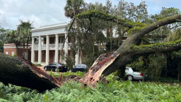 Hurricane Idalia Causes 100-Year-Old Tree To Fall Next To Florida Governor’s Mansion
