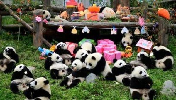 China to send more pandas to US, jump-starting new era of ‘panda diplomacy’