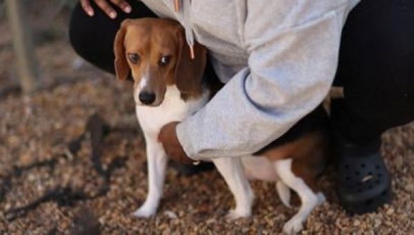 US breeder Envigo pleads guilty for mistreating beagles, gets $22 million fine