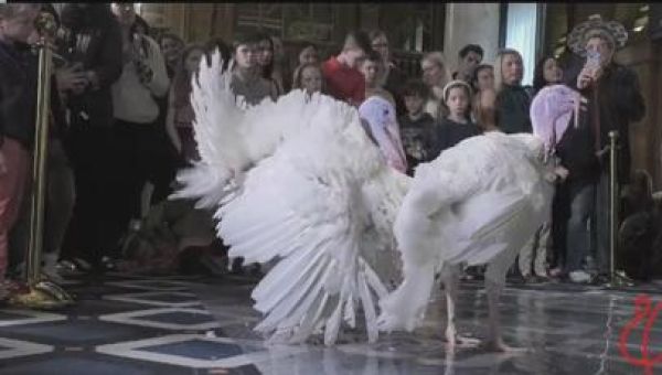 National Turkeys are named by President Biden