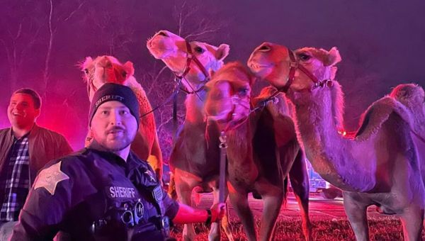 Zebra and camels rescued from circus truck engulfed in flames