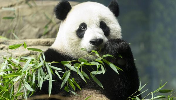 China and U.S. begin a new round of ‘panda diplomacy’