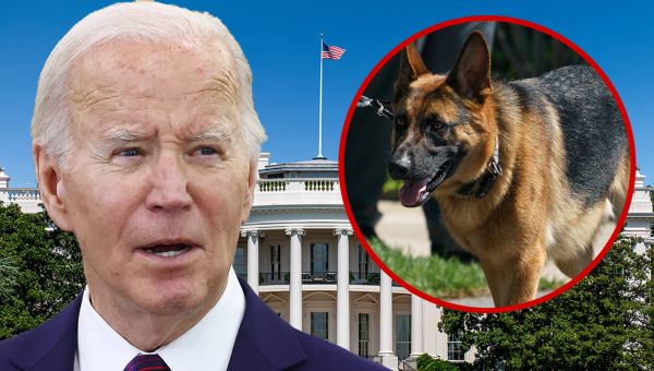 President Biden’s Dog Commander Bit Secret Service Agents On 24 Occasions