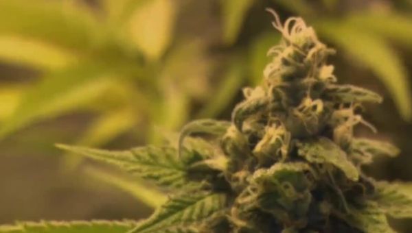 Examining the facts behind claims in Florida marijuana campaign ads