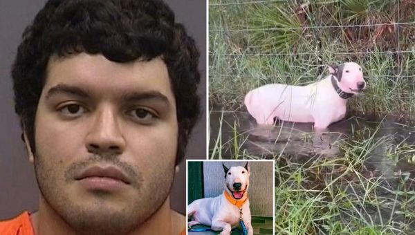 Florida man charged with abandoning dog on side of road during…