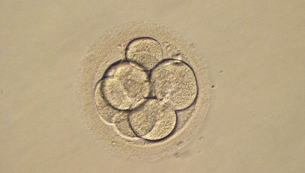 Alabama hospital puts IVF on pause after ruling saying frozen embryos are children