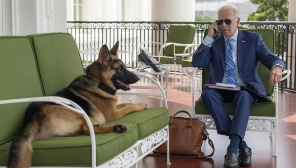 Joe Biden's dog bit staff 24 times in one year