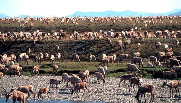 Biden administration cancels remaining oil and gas leases in Alaska’s Arctic Refuge