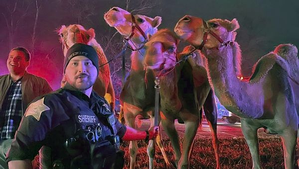 Zebras, camels and flames, oh my! Circus animals rescued after truck catches fire on Indiana highway