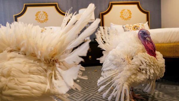 Why does the president pardon a Thanksgiving turkey?
