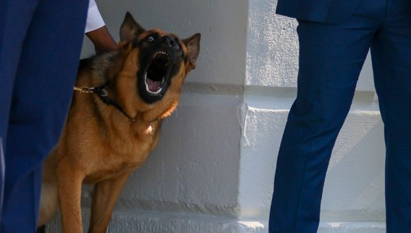 Biden’s dog, Commander, removed from White House after series of biting incidents