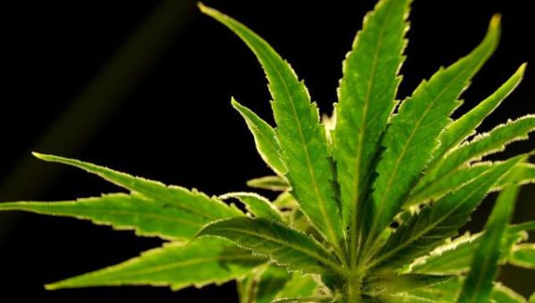 Amendment 3, initiative seeking to legalize recreational marijuana, ends in defeat