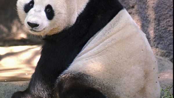 Black and white and adored all over. China pledges pair of pandas for San Diego Zoo