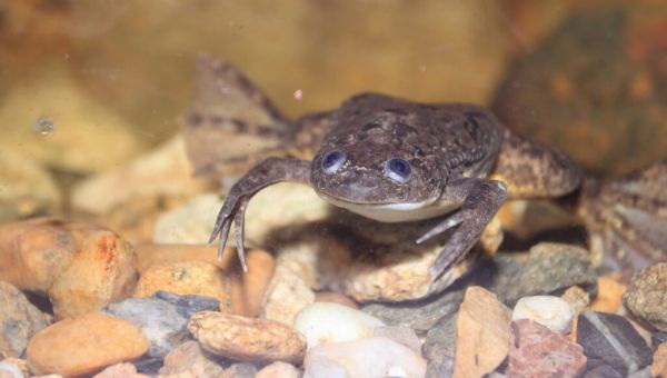 Russian national arrested in Boston for smuggling frog embryos into U.S.