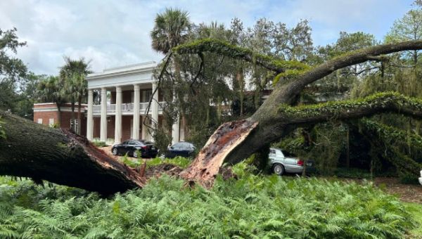 100-Year-Old Tree Falls on Governor’s Mansion in Tallahassee, Florida