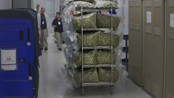 Cannabis Stocks Get Boost as Trump Backs Easing Restrictions