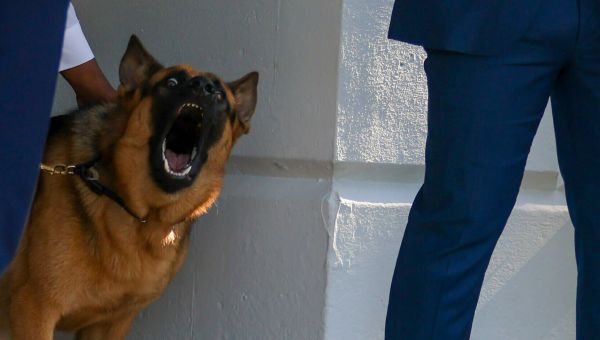 Judicial Watch Source: Biden Has ‘Mistreated,’ ‘Punched and Kicked His Dogs’ ” American Greatness