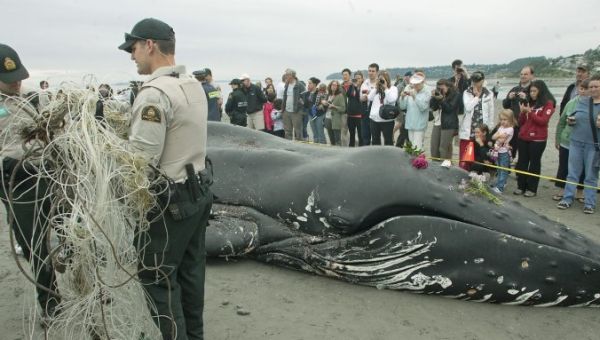 High Seas Treaty signed by nearly 200 countries to protect marine life – UPI.com