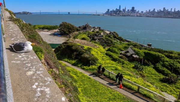 If Trump really wants to reopen Alcatraz, he'll have to go through California's environmental laws