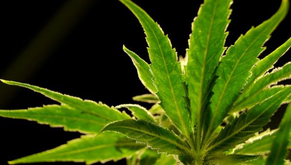 Medical marijuana sales reach $1 billion in 5 years