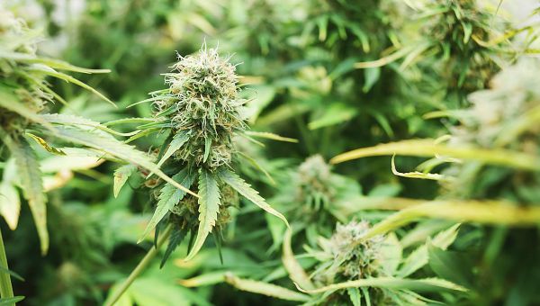 It’s official – Minnesota Becomes 23rd State to Legalize Cannabis