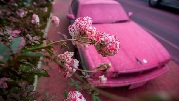 Why is LA turning pink after wildfires? Colourful powder on cars and trees explained