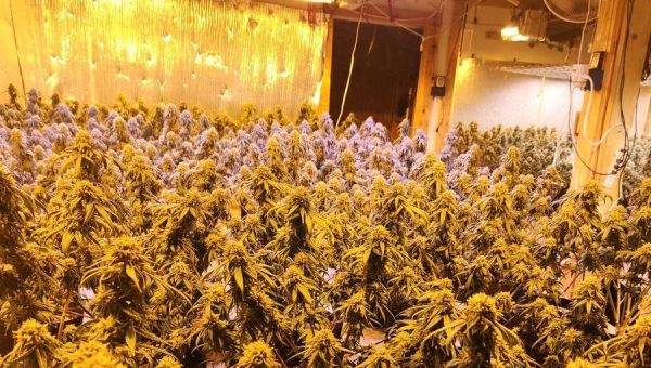Police raid 2 illegal marijuana grow houses in Piscataquis County