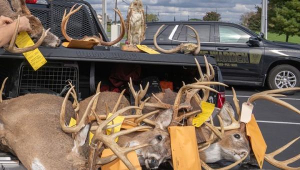 Pennsylvania Poaching Ring Busted, 71 Charges Filed Against Three Bad Actors