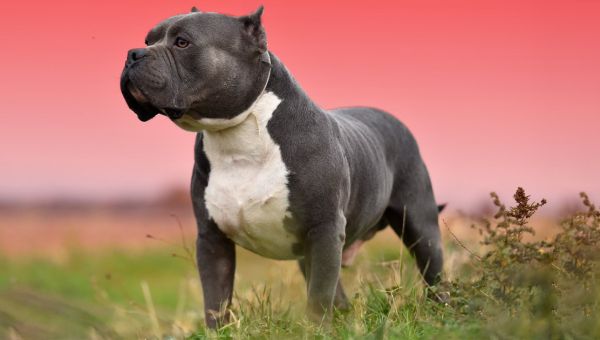 ‘Brutal’ American bully XL attacks are ‘morbidly common’ say campaigners
