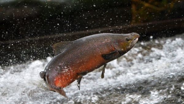 Supreme Court Reins EPA Power in Sackett Homeowner Case