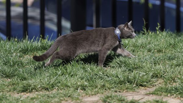 AP PHOTOS: Cat wanders onto the White House grounds and joins the press corps