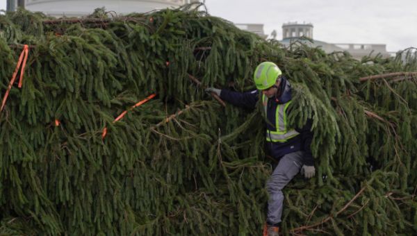 Weakness: Biden National White House Christmas Tree Toppled