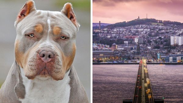 How XL Bully dogs have blighted Dundee and put owners in the dock