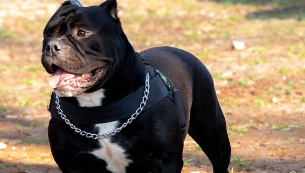 The Birmingham attack shows why Bully XLs must be banned