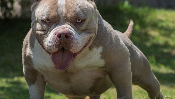 Suella Braverman pushing for a ban on American XL bully dogs