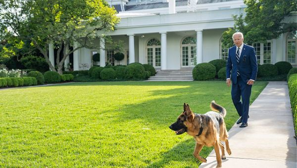 Report: Joe Biden’s Dog, Commander, Involved in 24 Biting Incidents