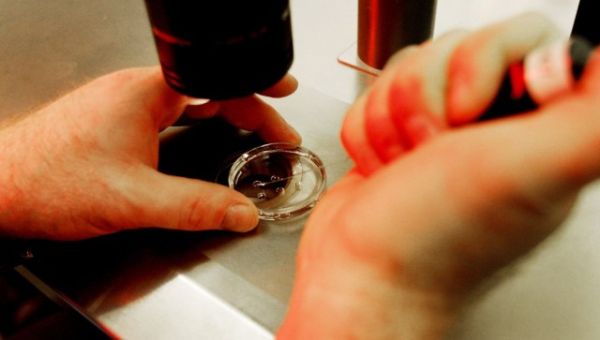 Senate Republicans introduce legislation to legalize IVF treatment nationally